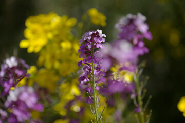 Flora of Gran Canaria - lilac flowers of crucifer plant Erysimum albescens, endemic to the island natural macro floral background
