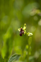 Flora of Gran Canaria - Ophrys bombyliflora, the bumblebee orchid, natural macro floral background
