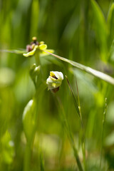 Flora of Gran Canaria - Ophrys bombyliflora, the bumblebee orchid, natural macro floral background
