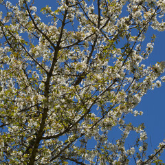 Horticulture of Gran Canaria -  fruit trees blossoming in spring, March, natural macro floral background
