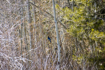 A sellers jay sits in some aspen trees in the Rocky Mountains of Colorado