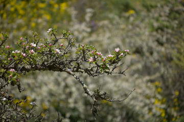 Horticulture of Gran Canaria -  fruit trees blossoming in spring, March, natural macro floral background
