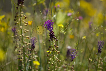 Flora of Gran Canaria -  Leopoldia comosa, tassel hyacinth natural macro floral background
