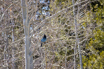A Steller's Jay perches on a branch at State Forest State Park in the Rocky Mountains of Colorado