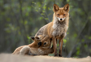 Naklejka na ściany i meble Red fox female feeding small foxes ( Vulpes vulpes )