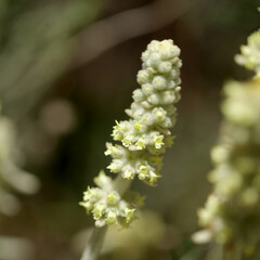 Flora of Gran Canaria -  Sideritis dasygnaphala, white mountain tea of Gran Canaria, endemic, natural macro floral background
