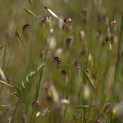 Flora of Gran Canaria -  Briza maxima, Greater quaking-grass