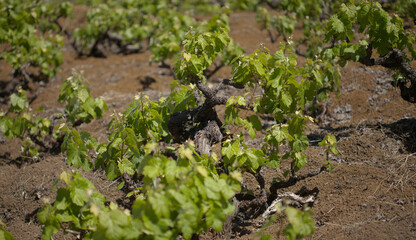 Viticulture of Gran Canaria - fresh young leaves of Vitis vinifera