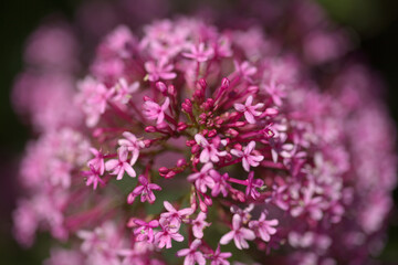 Flora of Gran Canaria -  Centranthus ruber, red valerian, invasive in Canaries natural macro floral background
