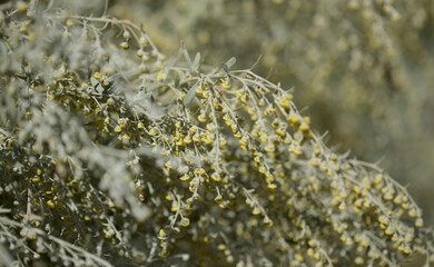 Flora of Gran Canaria - Artemisia thuscula, locally called Incense due to its highly aromatic properties, natural macro floral background
