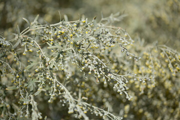 Flora of Gran Canaria - Artemisia thuscula, locally called Incense due to its highly aromatic properties, natural macro floral background
