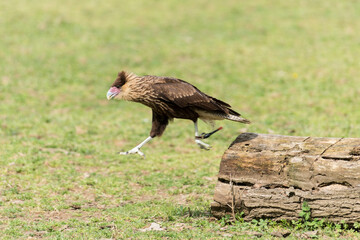 A picture of an hawk
