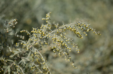 Flora of Gran Canaria - Artemisia thuscula, locally called Incense due to its highly aromatic properties, natural macro floral background
