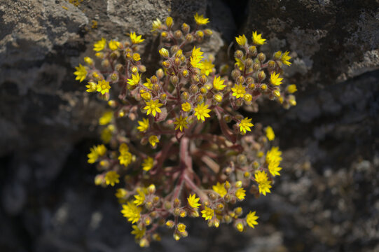 Flora of Gran Canaria - Aichryson laxum natural macro floral background