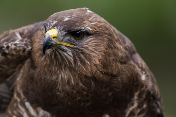 A picture of an hawk