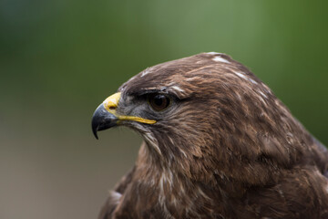 A picture of an hawk
