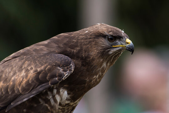 A picture of an hawk