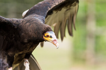 A picture of a vulture