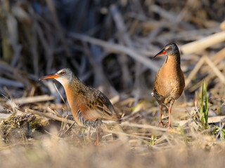 Mail and female Virginia Rails closeup portraits