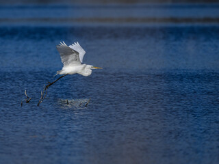Fototapeta na wymiar Great Egret taking off from pond with blue water