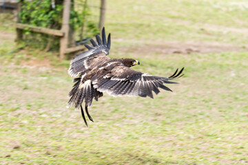 A picture of an hawk