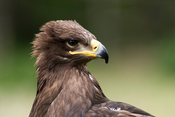 A picture of an hawk