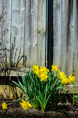 Small group of Daffodils near an old garden fence