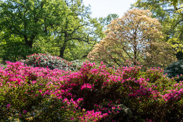 Bright pink rhododendron flowers, photographed in late spring at Temple Gardens, Langley Park, Buckinghamshire UK.