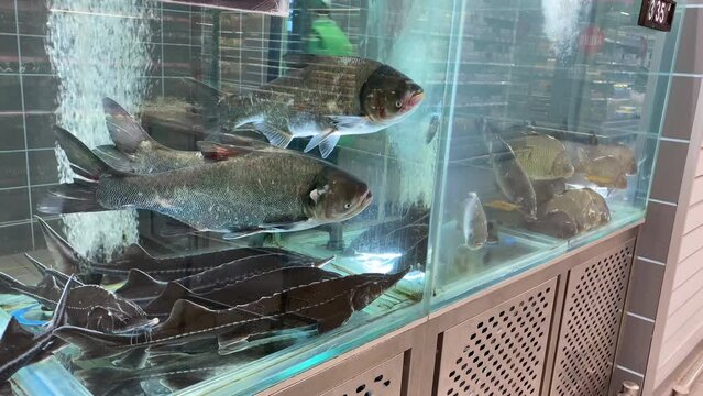 live fish floating in a tank on the counter of a supermarket store. fish looking at customers through thick glass. fresh and healthy food