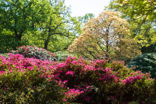 Bright pink rhododendron flowers, photographed in late spring at Temple Gardens, Langley Park, Buckinghamshire UK.