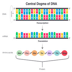 Central Dogma of DNA Transcription and Translation