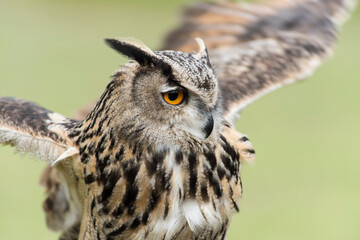 A picture of a owl