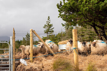 Wool sheep behind fence. Farming and agriculture industry. West of Ireland.