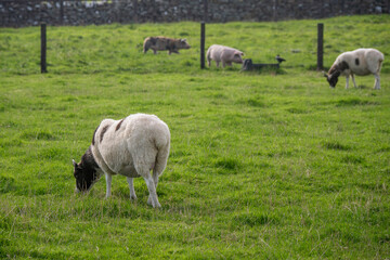 Naklejka na ściany i meble Clean fur woolen sheep in open farm or zoo. Warm sunny day. Funny animal on green grass.