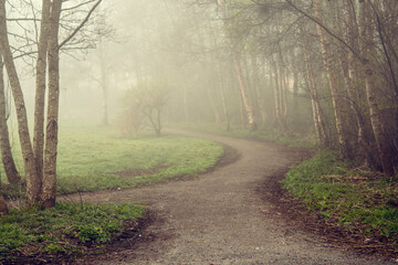 Small walking path in a park in a morning fog. Calm and tranquil mood. Nobody. Nature scene.