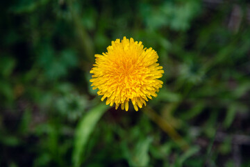 Forest flowers in the sickness of the nature