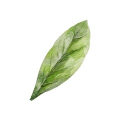 green leaf isolated on white background