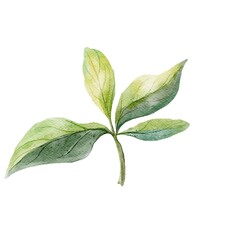 green leaf isolated on white background