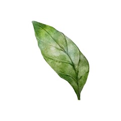 Obraz premium green leaf isolated on white