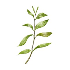 green leaf isolated on white background