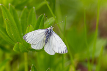 cabbage butterfly on lupine leaves in spring
