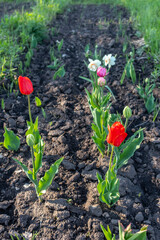 red tulips on the garden bed