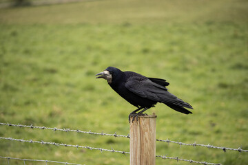 Crow