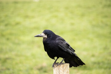 Crow