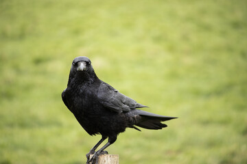 Crow