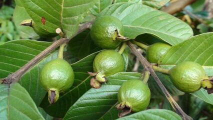 planta fruta goiaba - psidium guajava