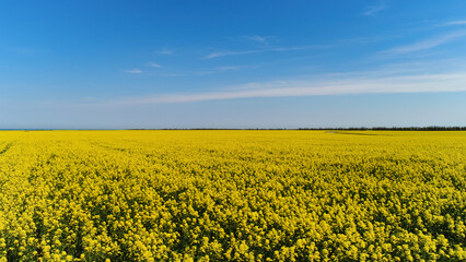 Side view of bright and lovely field with yellow flowers on blue cloudy sky background. Shot. Gentle rapeseed flowers growing on broad field in a summer sunny day.