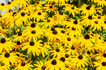 Wiaczemin Polski, Poland - August 12, 2021. Black-eyed Susan in Open-air museum of the Vistula settlement - Skansen Osadnictwa Nadwislanskiego