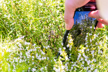 Wiaczemin Polski, Poland - August 12, 2021. Person taking photo of wasp spider by mobile phone in Open-air museum of the Vistula settlement - Skansen Osadnictwa Nadwislanskiego