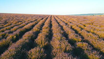 Beautiful view of the endless lavender field in the sunrise rays of the sun. Shot. Sunrise over a summer lavender field in Provence, France.